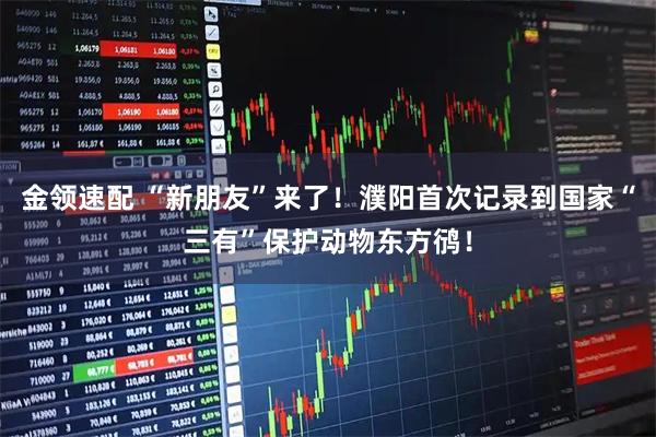 金领速配 “新朋友”来了！濮阳首次记录到国家“三有”保护动物东方鸻！